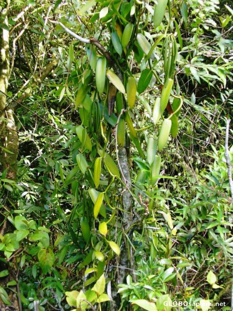 Vanilla Tree