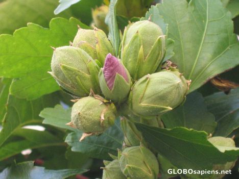 Postcard newborn bud, a pioneer