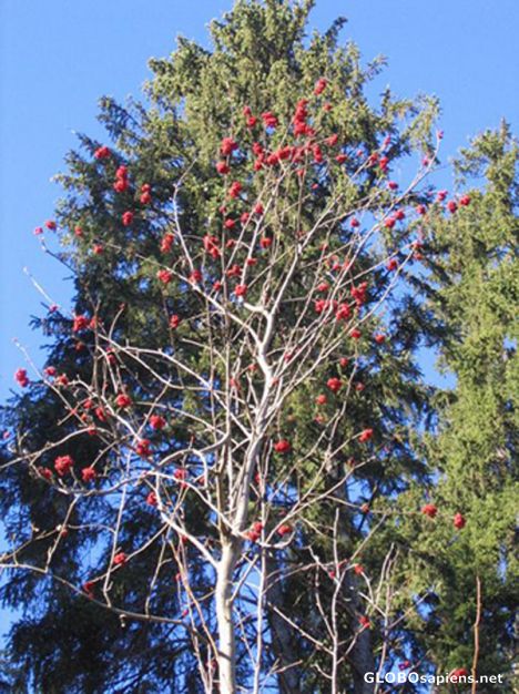 Postcard red berries