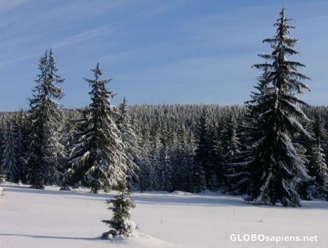 Postcard pines in pure coats