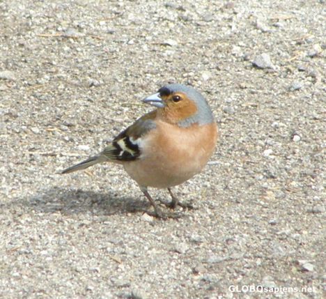 Postcard Erythacus rubecula L.