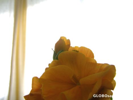 Postcard primula inside my room
