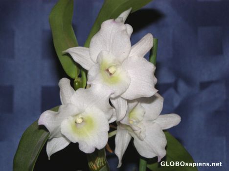 Postcard orchid