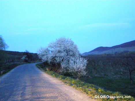 Postcard Bee-heaven and road