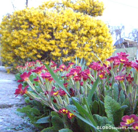 Postcard Spring