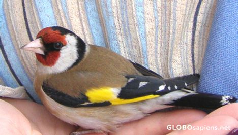 Postcard Carduelis carduelis