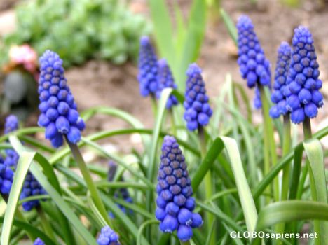 Postcard Blue beauty