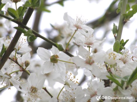 Postcard pear blossom