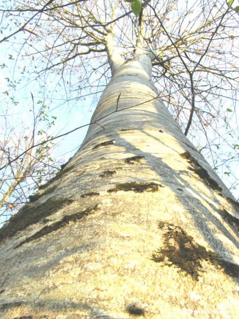 Postcard Fagus sylvatica, Fagaceae - a giant one