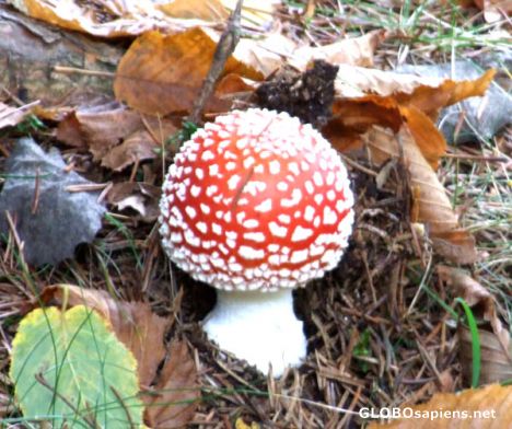 Postcard Amanita muscaria