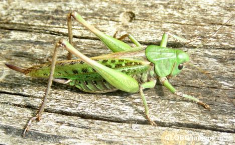 Postcard big bug