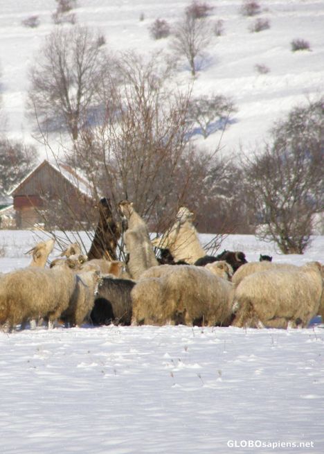 Postcard Hungry goats