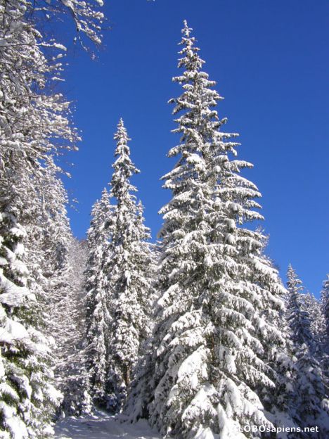 Postcard Winter postcard