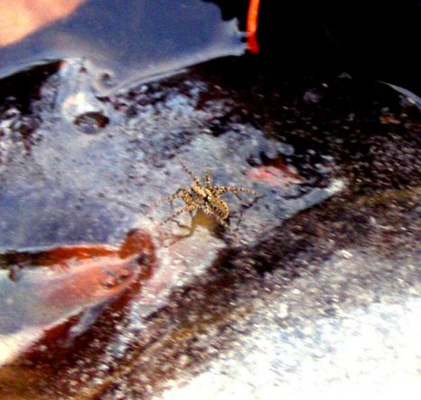 Postcard not so incy-wincy spider on semi-frozen pond