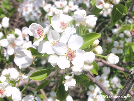 Postcard wild cherry