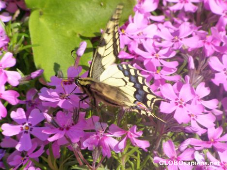 Postcard Pollen-piped-papillon