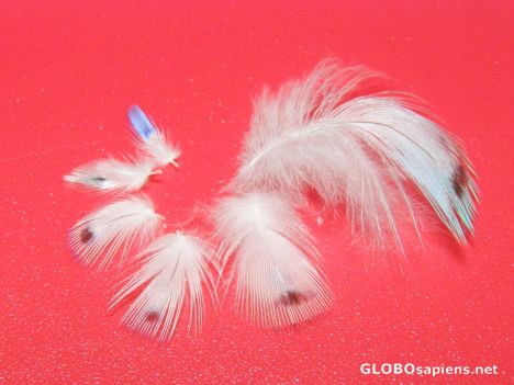 Postcard feather