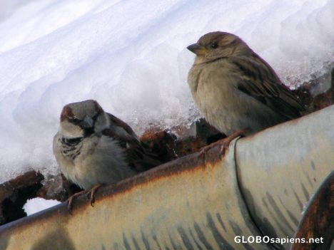 Postcard birdmates