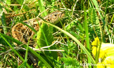 Postcard Lizard with Primula Veris