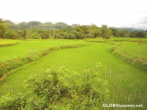 Postcard paddyfields between the chocolatehills