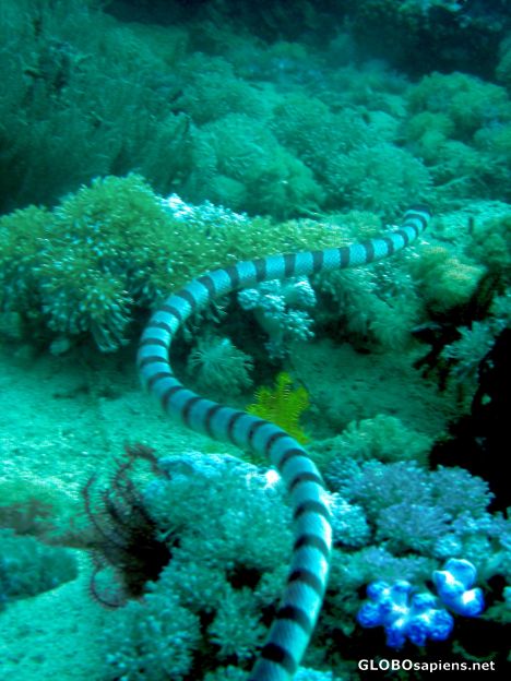 Postcard hunting seasnake