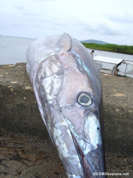 Postcard impressive oneandhalf meter fish