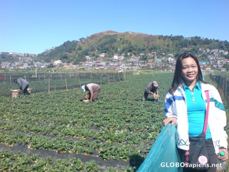 Postcard STRAWBERRY FARM, BAGUIO