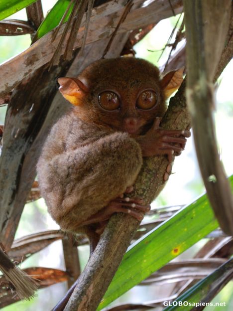 Postcard Tarsier