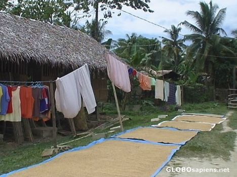 Postcard Drying the rice...