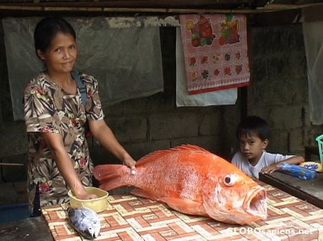Postcard Big fish!