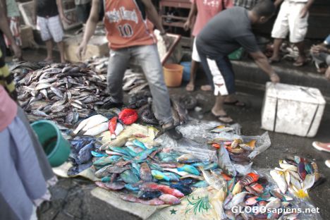 Postcard Fish Market