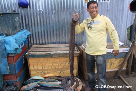 Postcard posing with a Giant Murray Eel
