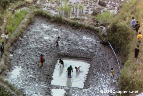 Postcard Children playing in the rice terrace