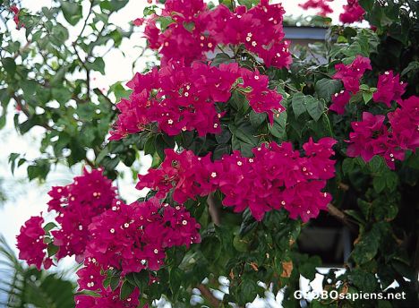 Postcard Pretty Flowers