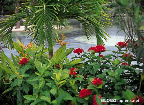 Postcard Tropical flowers by the pool