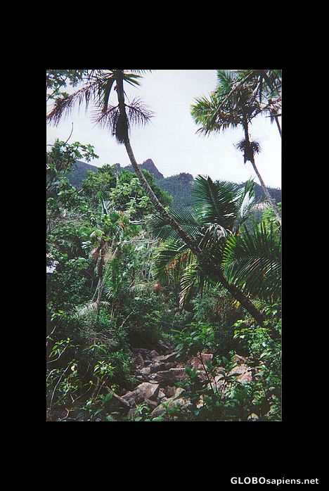 Postcard La Mina