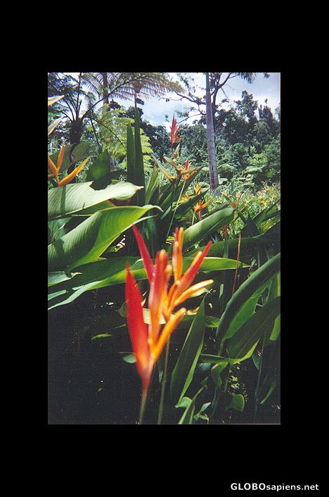 Postcard Bird of Paradise