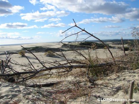 Postcard The Dune