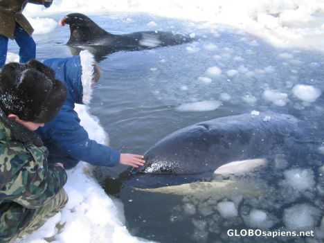 Postcard KURIL ISLANDS. Dolphins came to Iturup