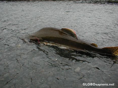 Postcard I saw this enormous fish from my boat