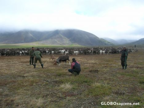 Postcard Rodeo in Chukotka