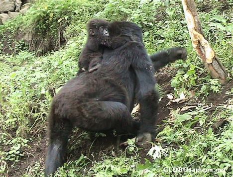 Postcard On the Mom's back...