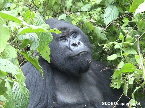 Postcard Silverback in the forest