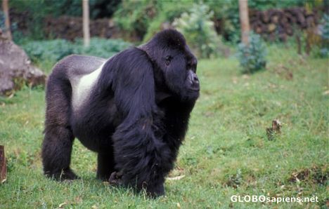 Postcard Silverback - the chief