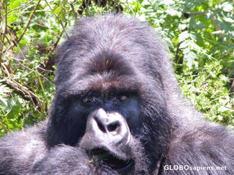 Postcard Mountain Gorilla face.