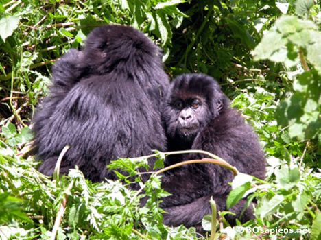 Postcard Little mountain gorilla.