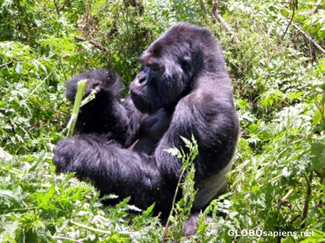Postcard Big silverback.