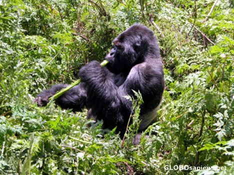 Postcard Silverback eating.