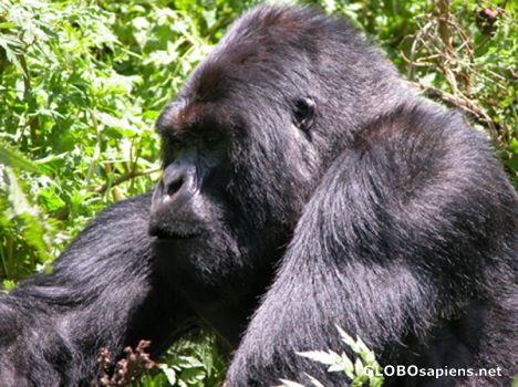 Postcard Gorillas in Rwanda.