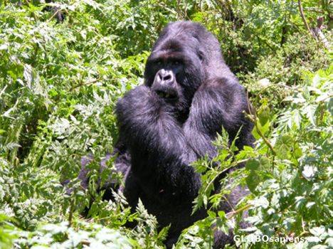 Postcard Silverback mountain gorilla.